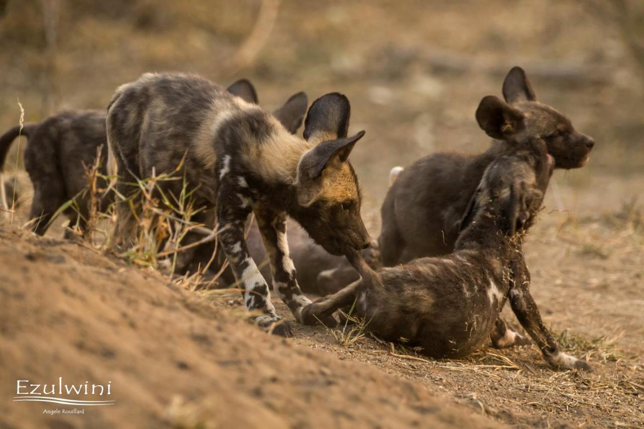 Ezulwini Game Lodges Mica Buitenkant foto