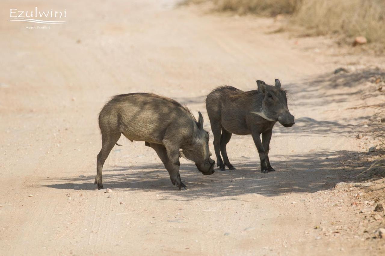 Ezulwini Game Lodges Mica Buitenkant foto