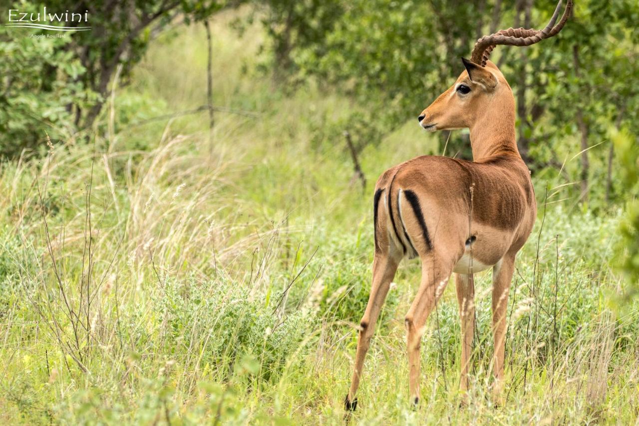 Ezulwini Game Lodges Mica Buitenkant foto